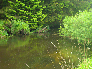 Die Örtze im Rand der Lüneburger Heide