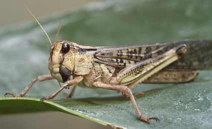 Landinsekt Grashüpfer: im Sommer sehr gut beim Fliegenfischen auf Forellen