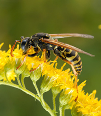 Wespen, ein sehr guter Köder im heißen Sommer 