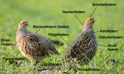 Federn des Rebhuhns zum Fliegenbinden. Trockenfliegen, Naßfliegen, Nymphnen: alles läßt sich damit binden