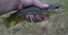 25cm Bachforellle aus der Wiesent