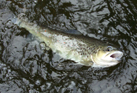 Bachforelle aus der Bode. Copyright Rudolf Cholewa, Stolzenau