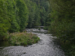 Herrliche Natur an der Bode im Harz