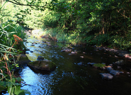 Fliegenfischen an der Bode