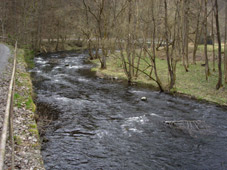 Fliegenfischen an der Bode