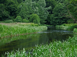 Rausche bei der Fischzucht Altenbrak