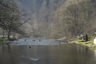 Fliegenfischen an der Bode