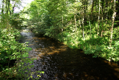 Die kalte Bode kurz vor der Landesgrenze zu Niedersachsen