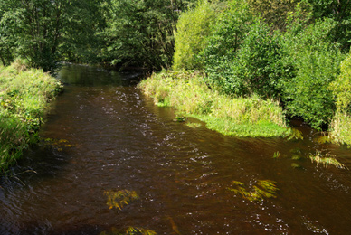 Kalte Bode bei Königshütte