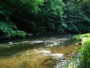 Maifliegenzeit an der Bode im Harz