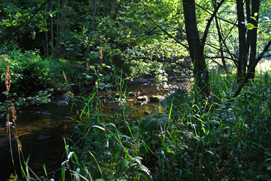 Bode bei extremen Niedrigwasser im Sommer 2006