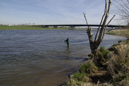 An der Elbe bei Dresden gibt es wieder Lachse. Angeln und Fliegenfischen ist hier übrigens sehr gut möglich