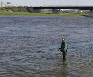 Fliegenfischen auf Lachs in Dresden