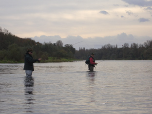 Fliegenfischen am Rhein