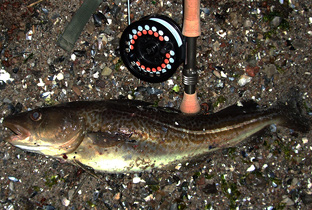 Dorsch, gefangen beim Fliegenfischen an der Ostsee bei Kiel