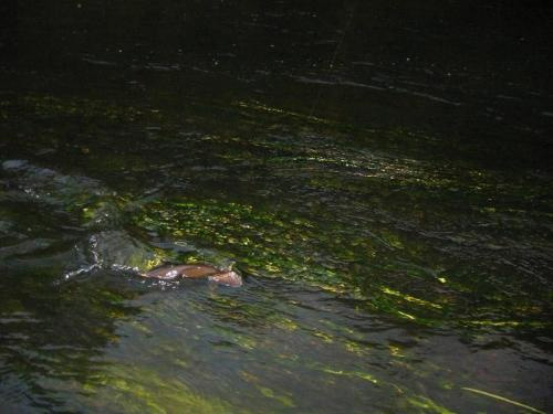 In der Dunkelheit nahm dieser Fisch die Fliege