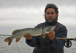 Olli fing beim Fliegenfischen im Greifswalder Bodden diesen schön gezeichneten Hecht