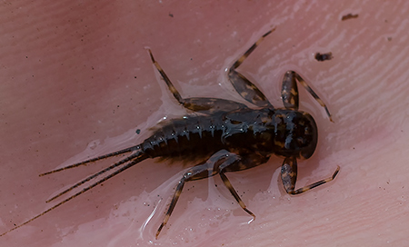 Heptageniidae wie sie bei uns vorkommt