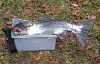 Hybrid. Mischung aus Lachs und Meerforelle. Gefangen am 29.3.2009 auf Fliege in der Mörrum. Copyright Rudolf Cholewa, Stolzenau