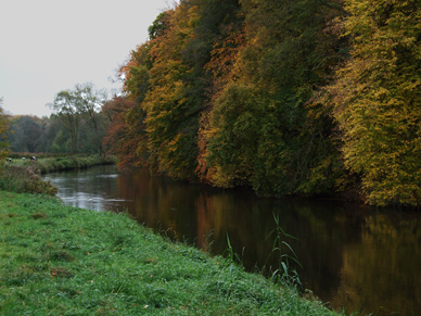 Die Ilmenau. Ohne Kormoran gäbe es hier Bachforelle, Äsche und Meerforelle