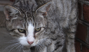 Katze. Fliegenfischen / Kurse in Norddeutschland