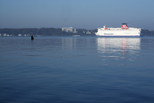 Auf Meerforelle angeln in der Kieler Förde