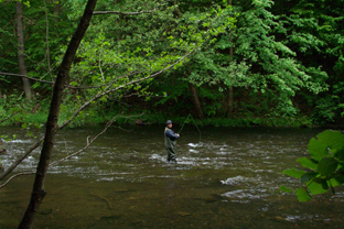 Fliegenfischen an der Bode im Ostharz