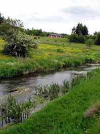 Angeln und Fliegenfischen auf Lachs und Meerforelle an der Kolding Au in Jütland / Dänemark