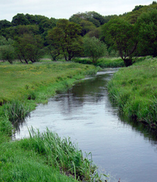 Anheln an der Kolding Au in Dänemark