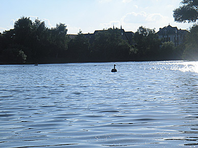 Schwarzer Schwan vertreibt die Kormorane