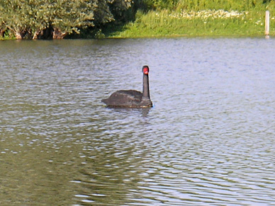 Schwarzer Schwan