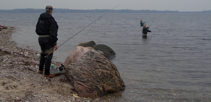 Fliegenfischen auf Meerforelle