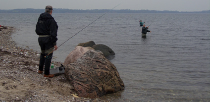 Fliegenfischen auf Meerforelle