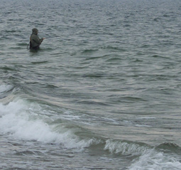 Meerforelle Ostsee