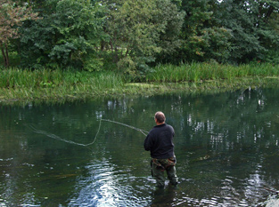 Fliegenfischen auf Rapfen in der Spree, Umgebung von Berlin