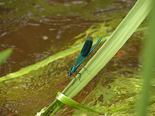 Libelle an der Aue