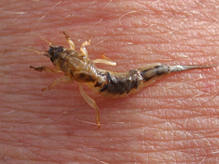 Libellenlarve, gesehen beim Fliegenfischen am Kreidesee