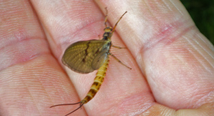 Maifliege am Kreidesee