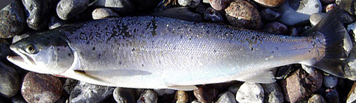 Blanke Meerforelle. Solch einen Fisch kann man ganzjährig entnehmen