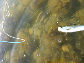 Kleine Meerforelle beim Fliegenfischen