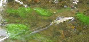 Fisch aus dem Weißen Regen