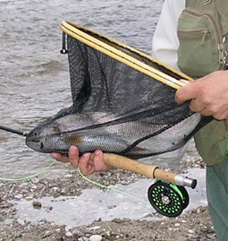 Fliegenfischen Regenbogenforelle