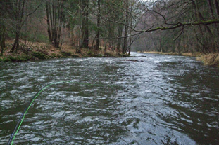 jetzt kamen die Fische auch langsam