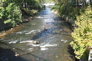 Fliegenfischen an der Schwarzwasser in Sachsen