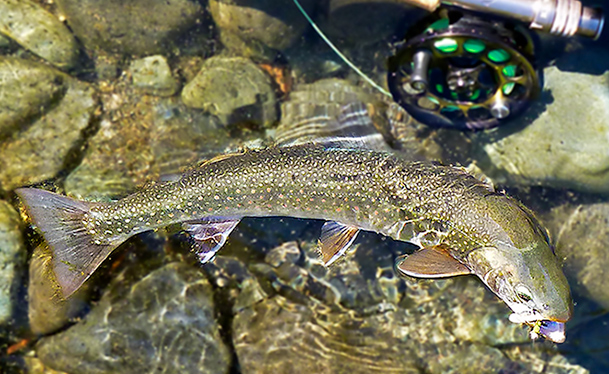 Kanadischer Saibling, gefangen beim Fliegenfischen