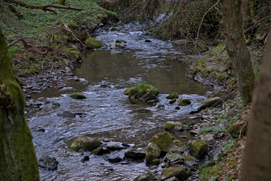 Fliegenfischen an der Luppbode