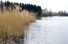 Der größere Hauptsee in Güster