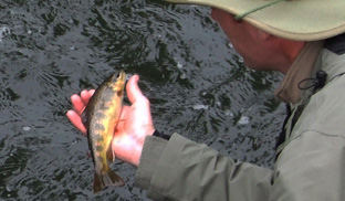 Fliegenfischen auf Bachforellen im Harz, hier an der Söse