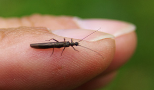 Steinfliege (Needle Fly), sehr gut zum Fliegenfischen mit der Trockenfliege im Herbst.