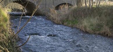 Fliegenfischen an der Wipper bei Nordhausen, Thüringen